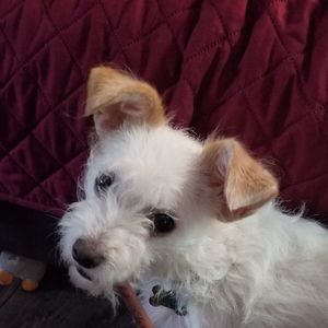 Meet your Posher, Bob